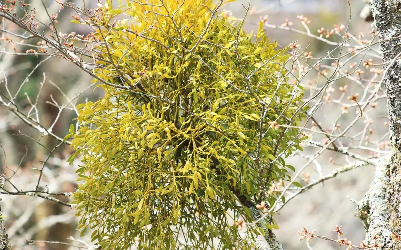 ヤドリギ｜旬のもの｜暦生活 | 日本の季節を楽しむ暮らし