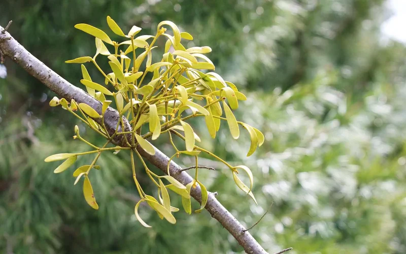 ヤドリギ｜旬のもの｜暦生活 | 日本の季節を楽しむ暮らし