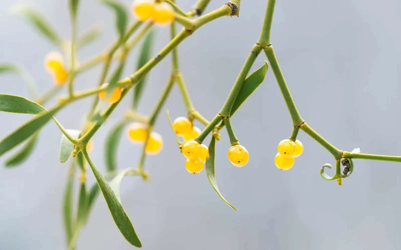 枝切りヤドリギ 約40㎝23本‼️お客様ご注文品12月6日発送♪ 枝切り
