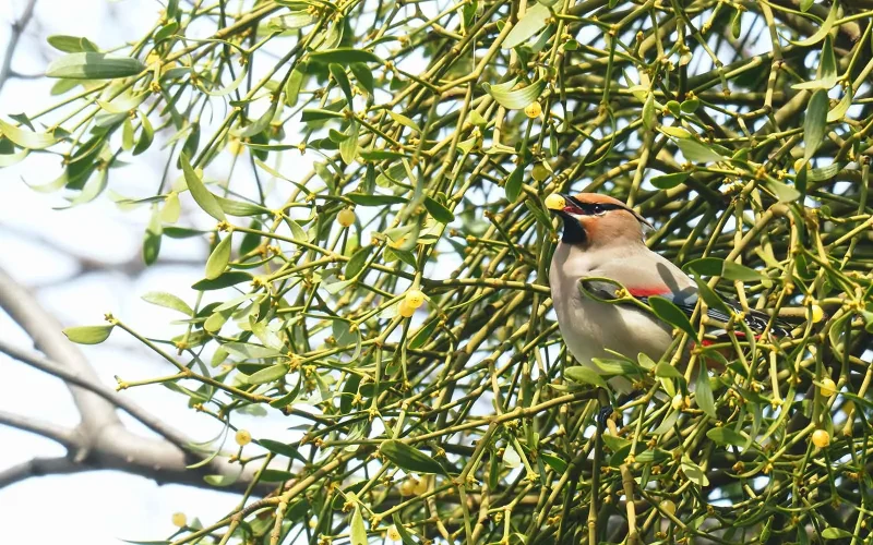 枝切りヤドリギ 約40㎝23本‼️お客様ご注文品12月6