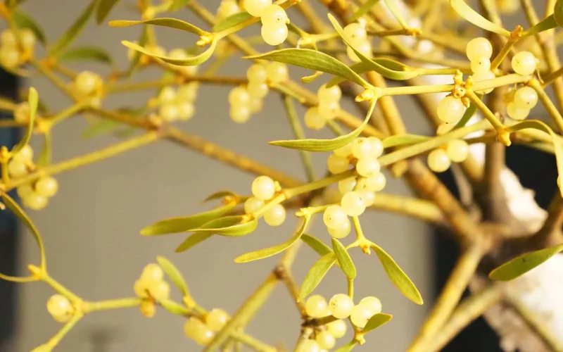 ヤドリギ｜旬のもの｜暦生活 | 日本の季節を楽しむ暮らし