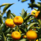 七十二候／橘始黄