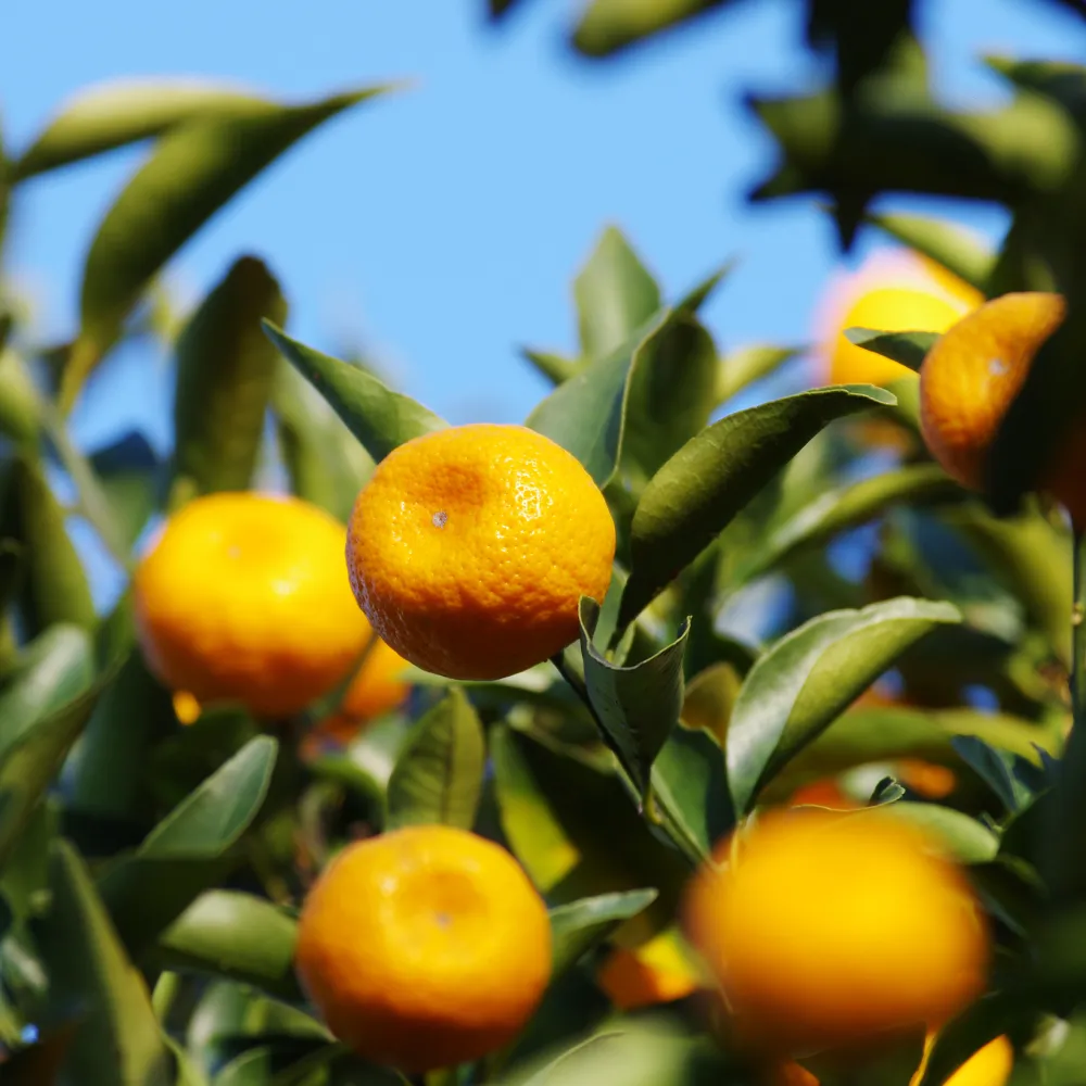 七十二候／橘始黄