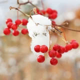 サルトリイバラ