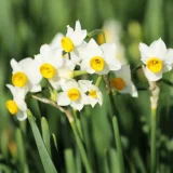 花鳥でめぐる二十四節気／大雪