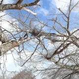 七十二候／熊蟄穴