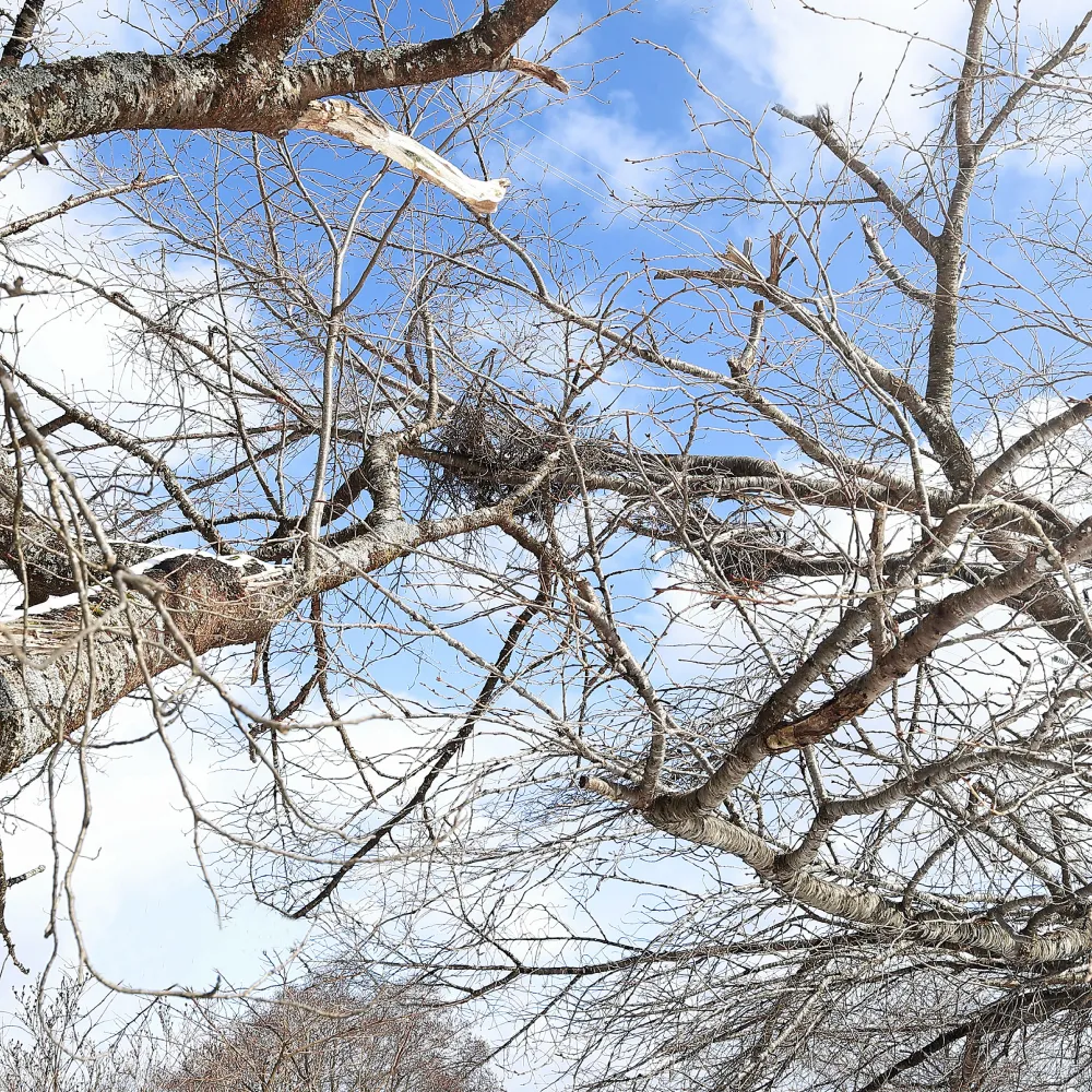 七十二候／熊蟄穴