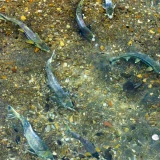 七十二候／鱖魚群