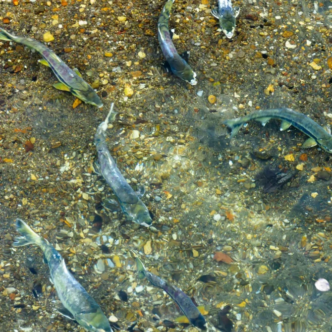 七十二候／鱖魚群｜二十四節気と七十二候｜暦生活 | 日本の季節を