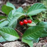花鳥でめぐる二十四節気／冬至