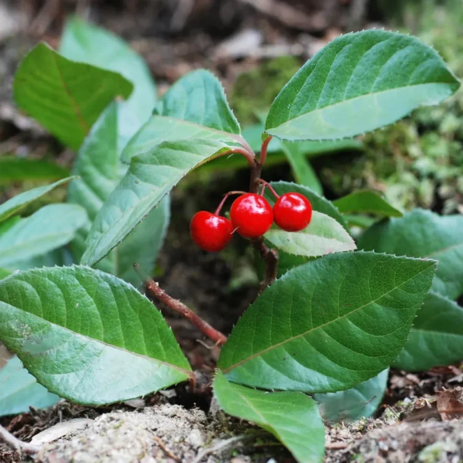 花鳥でめぐる二十四節気／冬至｜二十四節気と七十二候｜暦生活 | 日本