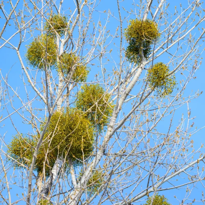 8ヤドリギ 寄生植物 ヤドリギの着生成功！ – ふふ工房 オンラインショップ