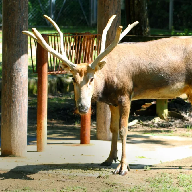 七十二候／麋角解｜二十四節気と七十二