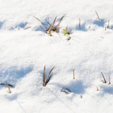 七十二候／雪下出麦