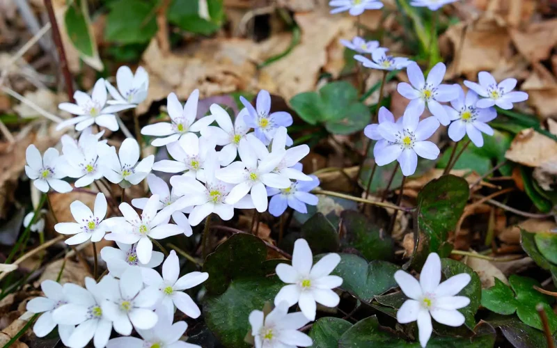 雪割草｜旬のもの｜暦生活 | 日本の季節を楽しむ暮らし