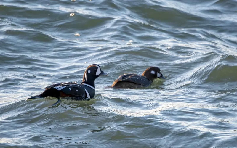 シノリガモ｜旬のもの｜暦生活 | 日本の季節を楽しむ暮らし
