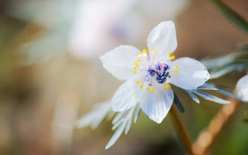 セツブンソウ｜旬のもの｜暦生活 | 日本の季節を楽しむ暮らし