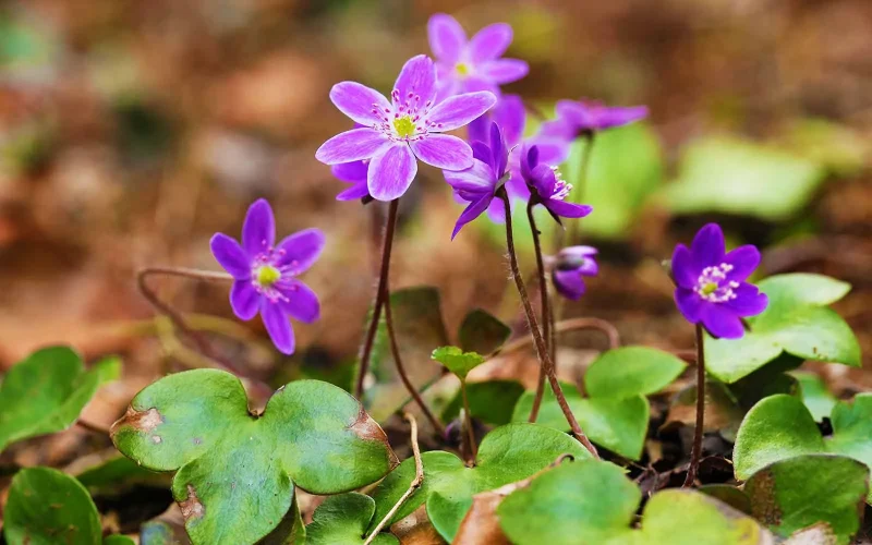 雪割草｜旬のもの｜暦生活 | 日本の季節を楽しむ暮らし