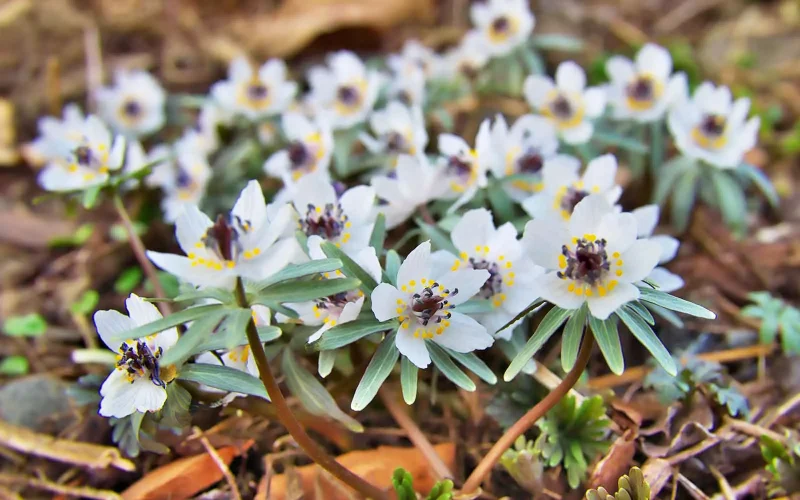 セツブンソウ｜旬のもの｜暦生活 | 日本の季節を楽しむ暮らし