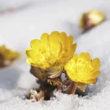 花鳥でめぐる二十四節気／小寒