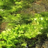 七十二候／芹乃栄