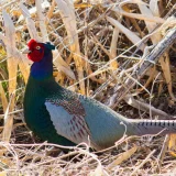 七十二候／雉始雊