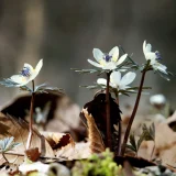 花鳥でめぐる二十四節気／大寒