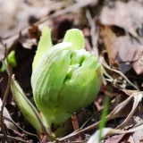 七十二候／欵冬華