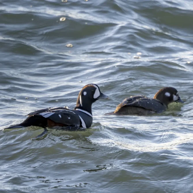 シノリガモ｜旬のもの｜暦生活 | 日本の季節を楽しむ暮らし