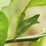 アゲハチョウの蛹