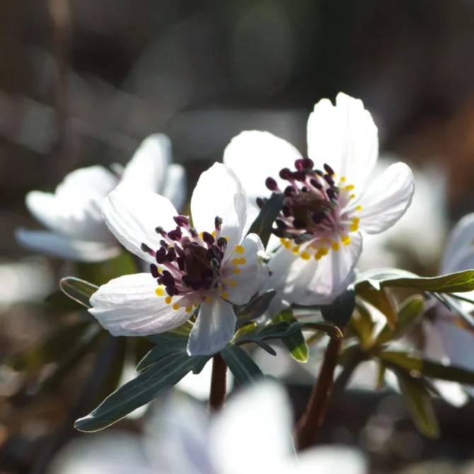 セツブンソウ｜旬のもの｜暦生活 | 日本の季節を楽しむ暮らし