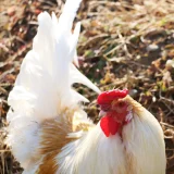 七十二候／雞始乳