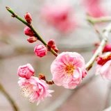 二十四節気の味わい暦｜立春