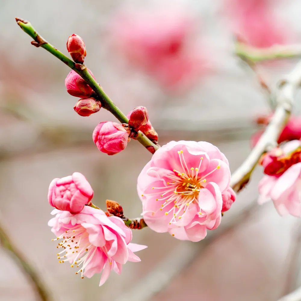 二十四節気の味わい暦｜立春