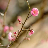 七十二候／東風解凍