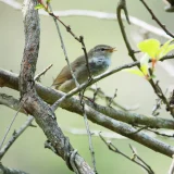 七十二候／黄鶯睍睆