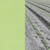 日本の色／若菜色