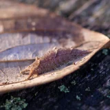 ゴマダラチョウ（越冬）