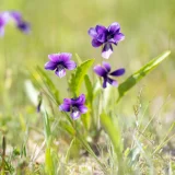 七十二候／草木萠動