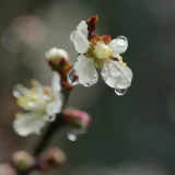 春に三日の晴れなし