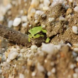 二十四節気の味わい暦｜啓蟄