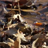 七十二候／蟄虫啓戸