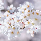 二十四節気の味わい暦｜春分