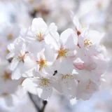 七十二候／桜始開