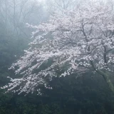 七十二候／雷乃発声