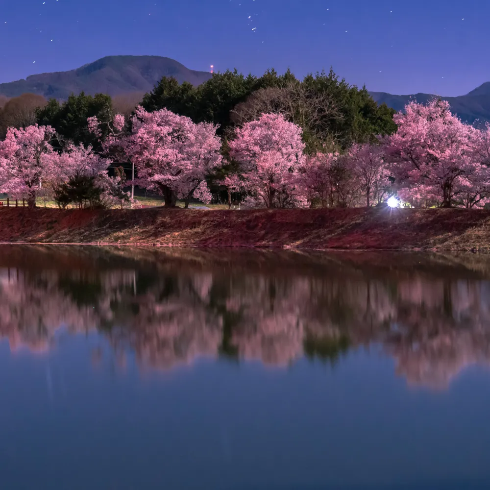 夜桜｜旬のもの｜暦生活 | 日本の季節を楽しむ暮らし