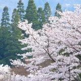 二十四節気の味わい暦｜清明