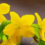 二十四節気の味わい暦｜穀雨