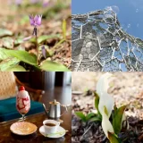 そぞろ旅〜六甲高山植物園の旅