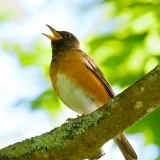 アカハラ